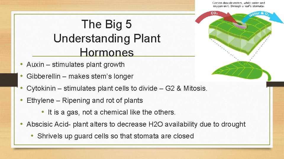 The Big 5 Understanding Plant Hormones • • Auxin – stimulates plant growth Gibberellin
