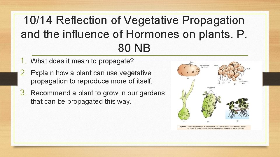 10/14 Reflection of Vegetative Propagation and the influence of Hormones on plants. P. 80