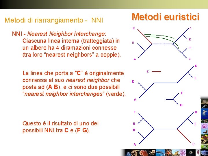 Metodi di riarrangiamento - NNI - Nearest Neighbor Interchange: Ciascuna linea interna (tratteggiata) in