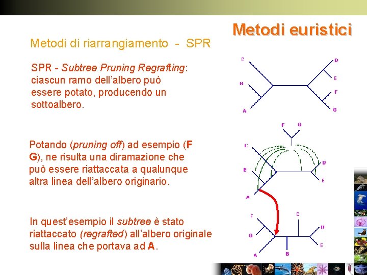 Metodi di riarrangiamento - SPR - Subtree Pruning Regrafting: ciascun ramo dell’albero può essere