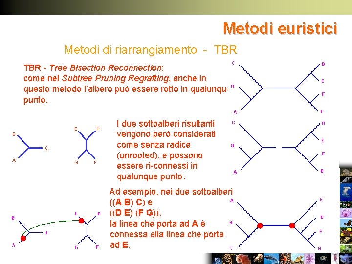 Metodi euristici Metodi di riarrangiamento - TBR - Tree Bisection Reconnection: come nel Subtree
