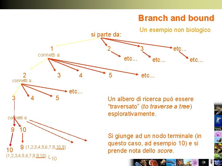 Branch and bound Un esempio non biologico si parte da: 1 2 connetti a: