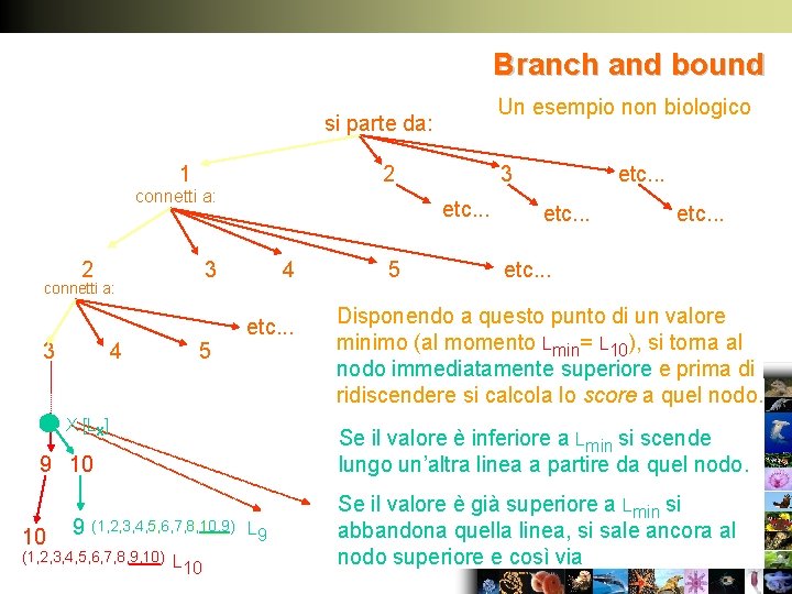 Branch and bound Un esempio non biologico si parte da: 1 2 connetti a: