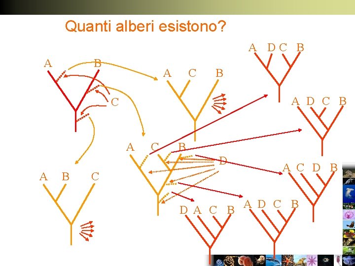 Quanti alberi esistono? A DC B A D C B C A C B