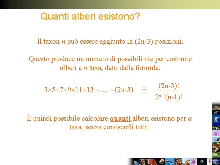 Quanti alberi esistono? Il taxon n può essere aggiunto in (2 n-3) posizioni. Questo