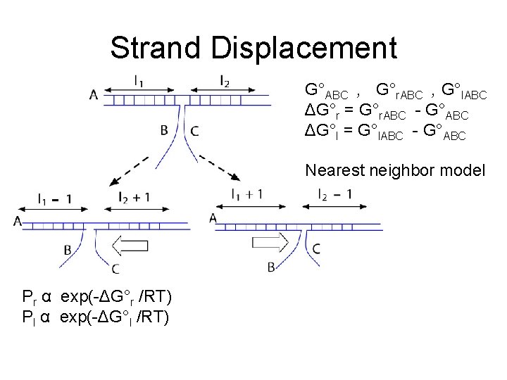 Strand Displacement G°ABC , G°r. ABC , G°l. ABC ΔG°r = G°r. ABC -