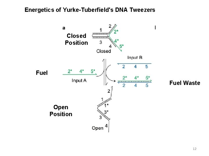 Energetics of Yurke-Tuberfield's DNA Tweezers Closed Position Fuel Waste Open Position 12 