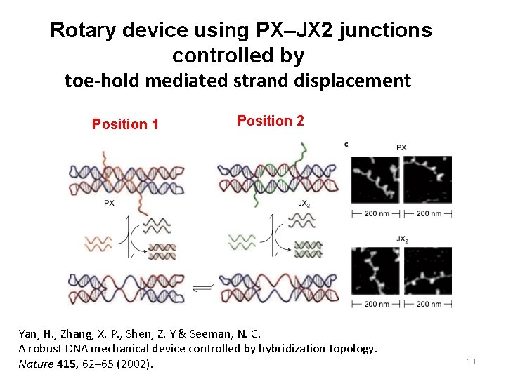 Rotary device using PX–JX 2 junctions controlled by toe-hold mediated strand displacement Position 1