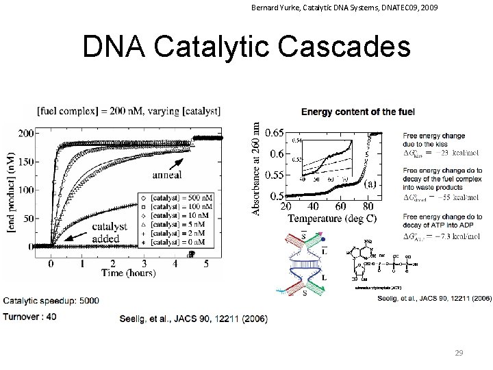 Bernard Yurke, Catalytic DNA Systems, DNATEC 09, 2009 DNA Catalytic Cascades 29 