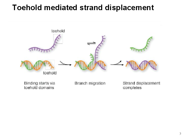 Toehold mediated strand displacement 3 
