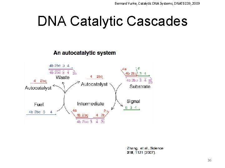 Bernard Yurke, Catalytic DNA Systems, DNATEC 09, 2009 DNA Catalytic Cascades 36 