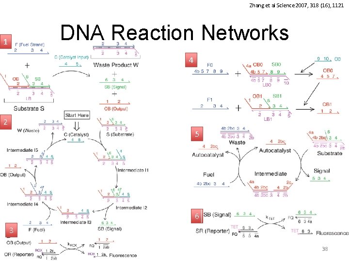 Zhang et al Science 2007, 318 (16), 1121 DNA Reaction Networks 1 4 2