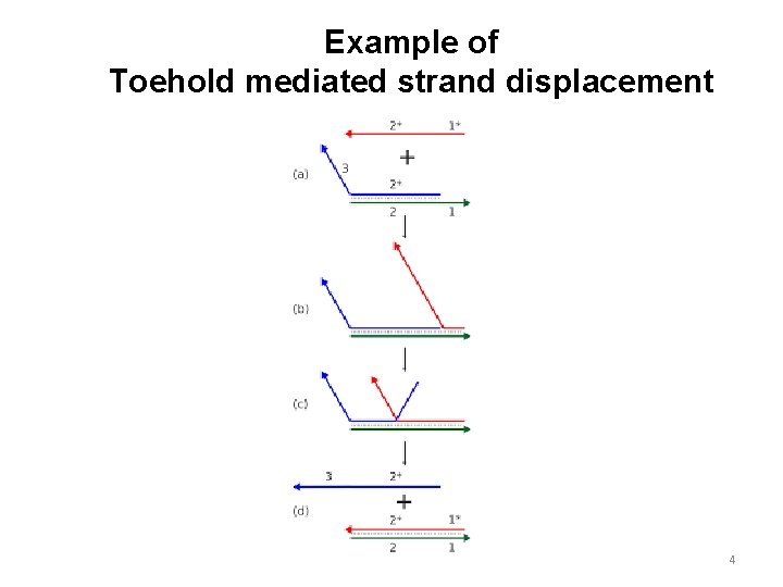 Example of Toehold mediated strand displacement 4 