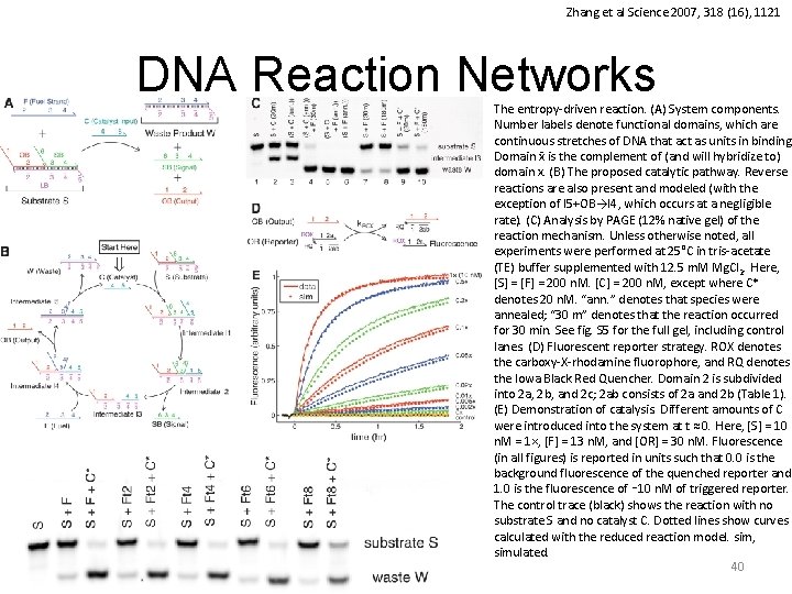 Zhang et al Science 2007, 318 (16), 1121 DNA Reaction Networks The entropy-driven reaction.