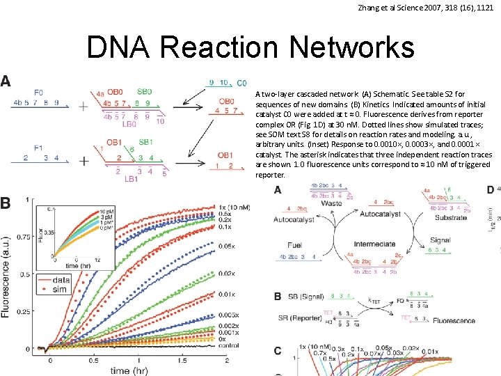 Zhang et al Science 2007, 318 (16), 1121 DNA Reaction Networks A two-layer cascaded