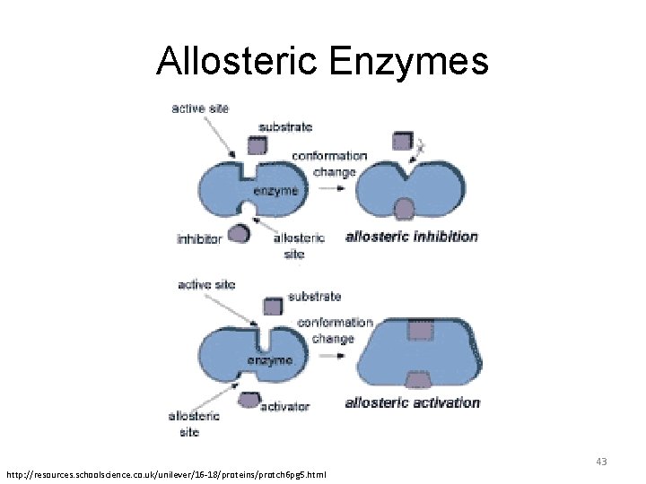 Allosteric Enzymes 43 http: //resources. schoolscience. co. uk/unilever/16 -18/proteins/protch 6 pg 5. html 