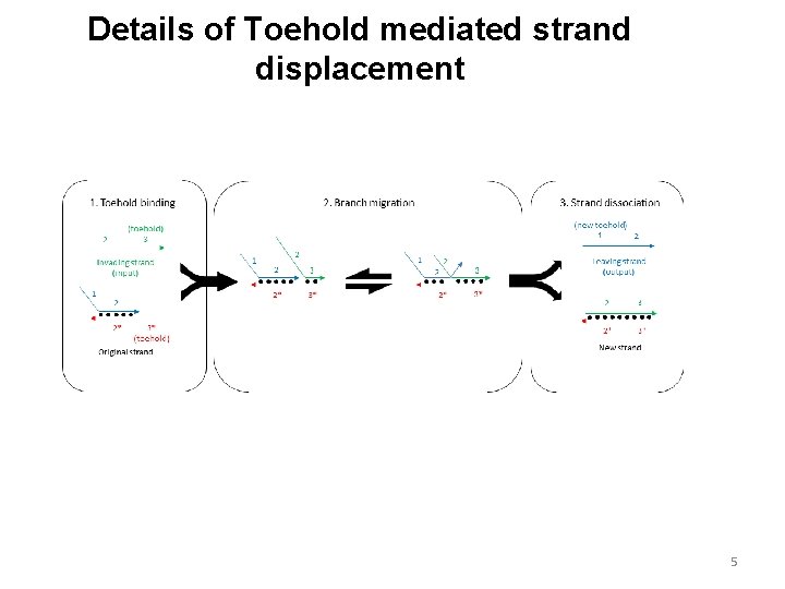 Details of Toehold mediated strand displacement 5 