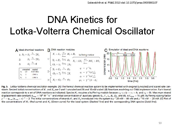 Soloveichik et al. PNAS 2010 doi: 10. 1073/pnas. 0909380107 DNA Kinetics for Lotka-Volterra Chemical