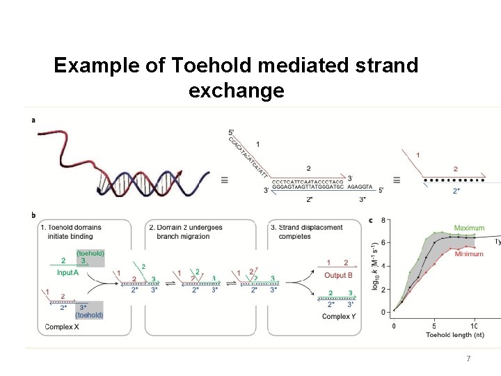 Example of Toehold mediated strand exchange 7 