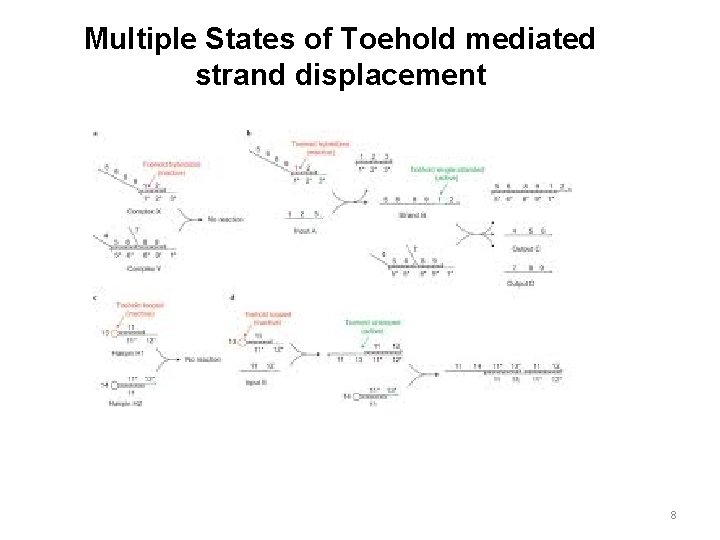 Multiple States of Toehold mediated strand displacement 8 