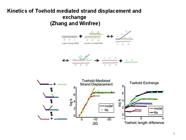 Kinetics of Toehold mediated strand displacement and exchange (Zhang and Winfree) 9 