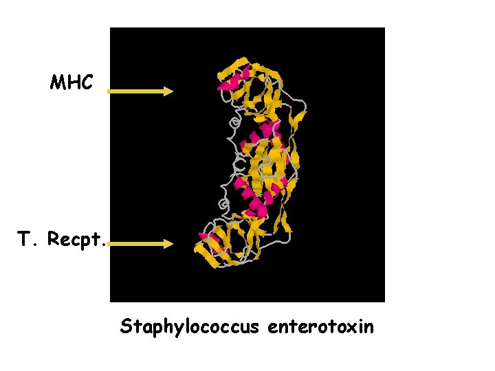 MHC T. Recpt. Staphylococcus enterotoxin 