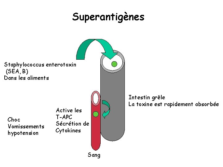 Superantigènes Staphylococcus enterotoxin (SEA, B) Dans les aliments Choc Vomissements hypotension Active les T-APC