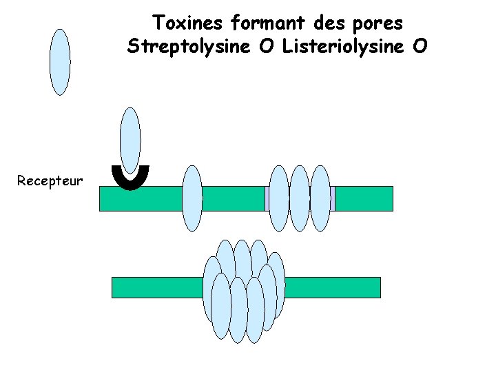 Toxines formant des pores Streptolysine O Listeriolysine O Recepteur 