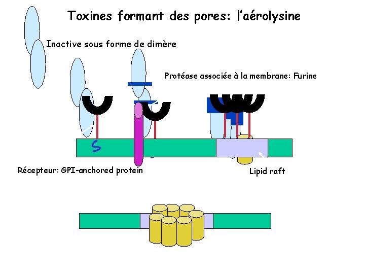 Toxines formant des pores: l’aérolysine Inactive sous forme de dimère Protéase associée à la