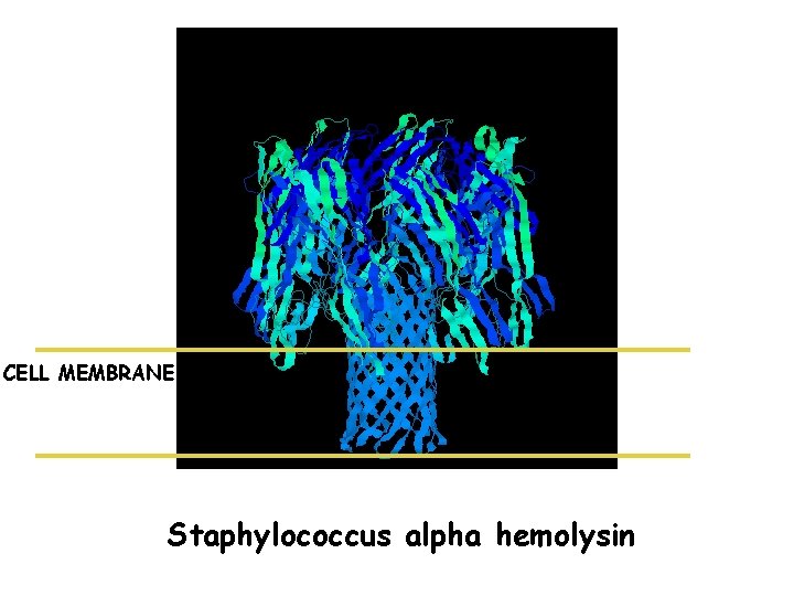 CELL MEMBRANE Staphylococcus alpha hemolysin 