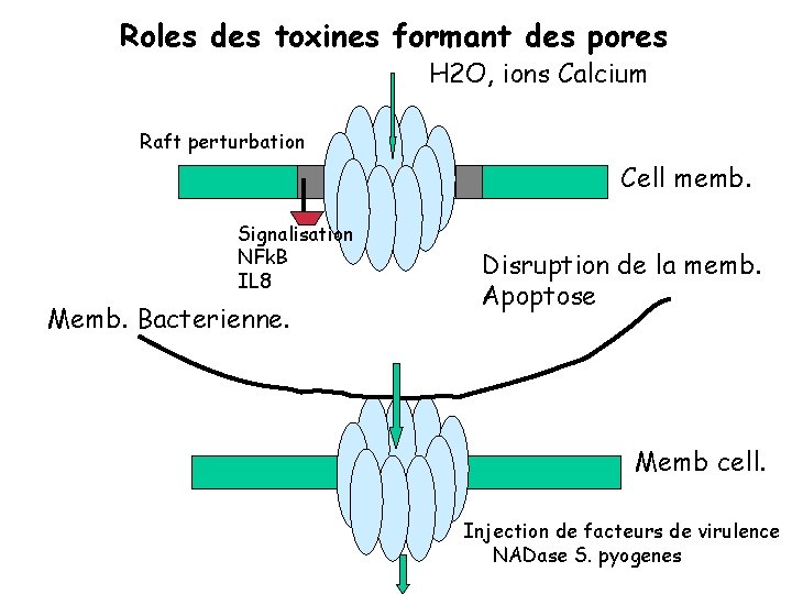 Roles des toxines formant des pores H 2 O, ions Calcium Raft perturbation Cell