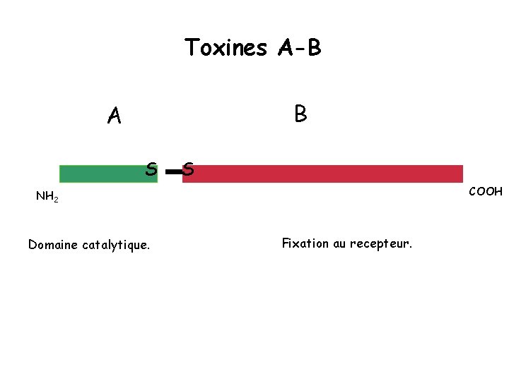 Toxines A-B B A S S COOH NH 2 Domaine catalytique. Fixation au recepteur.