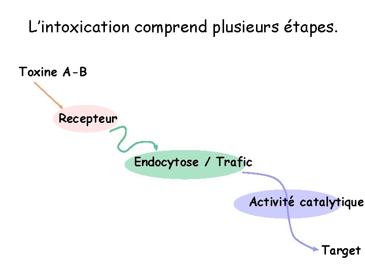 L’intoxication comprend plusieurs étapes. Toxine A-B Recepteur Endocytose / Trafic Activité catalytique Target 