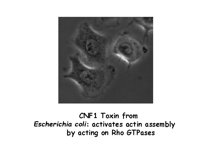 CNF 1 Toxin from Escherichia coli: activates actin assembly by acting on Rho GTPases