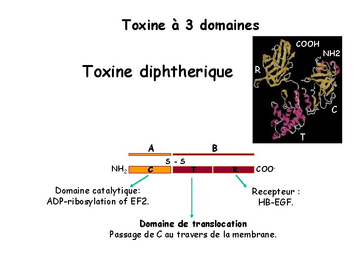 Toxine à 3 domaines COOH Toxine diphtherique NH 2 R C B A NH