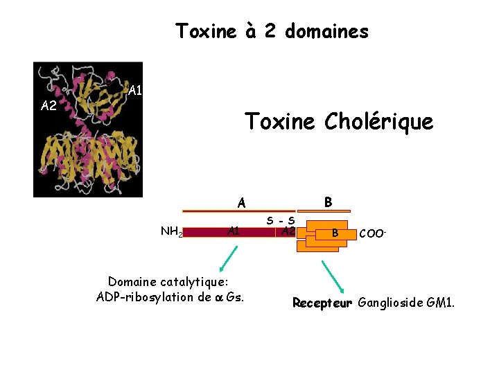 Toxine à 2 domaines A 2 A 1 Toxine Cholérique B A NH 2