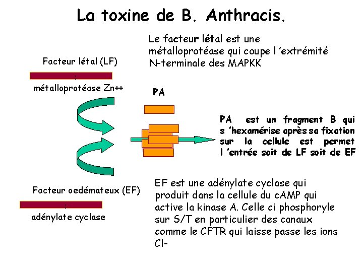 La toxine de B. Anthracis. Facteur létal (LF) : métalloprotéase Zn++ Le facteur létal