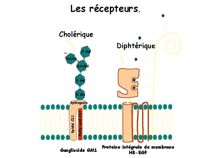 Les récepteurs. Cholérique D Gal Diphtérique o NANAo NAc. Gal o D Glu Fatty