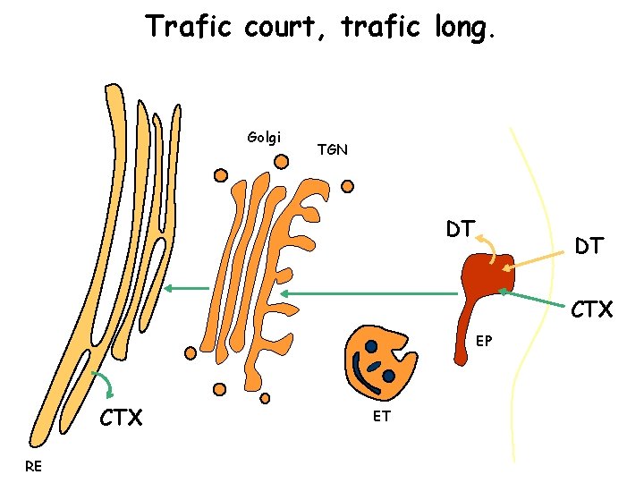 Trafic court, trafic long. Golgi TGN DT DT CTX EP CTX RE ET 