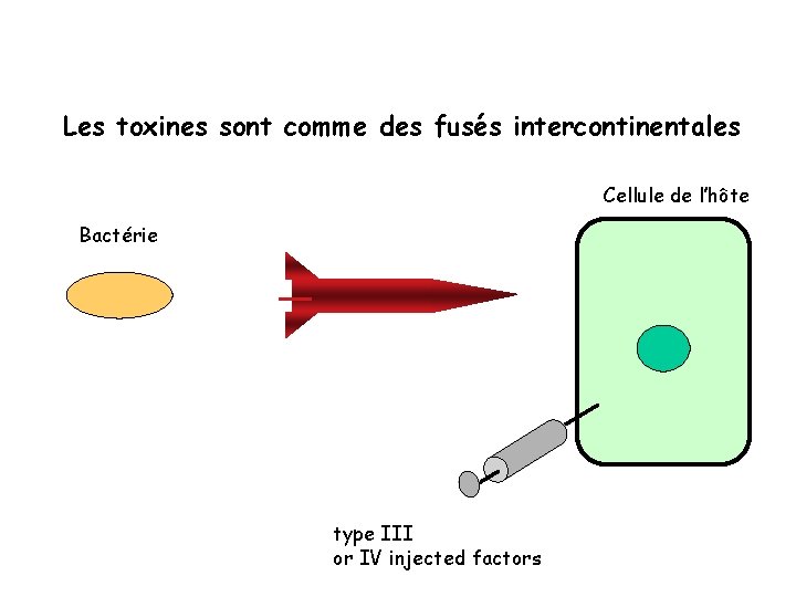 Les toxines sont comme des fusés intercontinentales Cellule de l’hôte Bactérie type III or