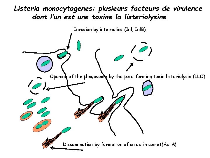 Listeria monocytogenes: plusieurs facteurs de virulence dont l’un est une toxine la listeriolysine Invasion