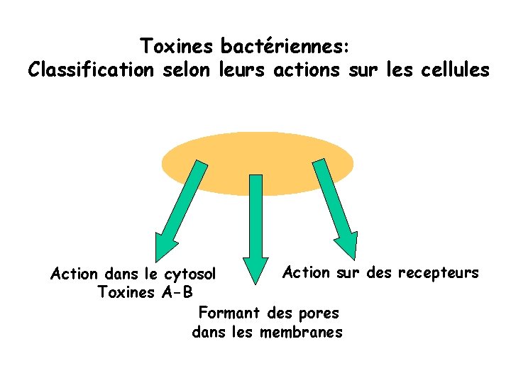 Toxines bactériennes: Classification selon leurs actions sur les cellules Action sur des recepteurs Action