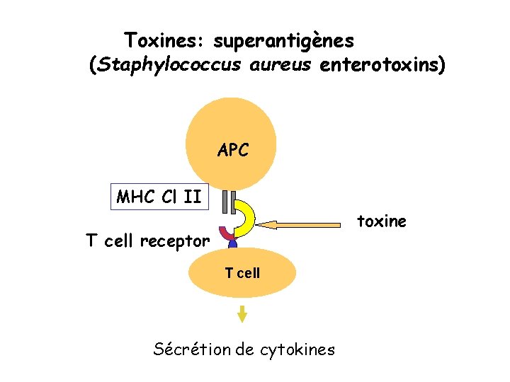 Toxines: superantigènes (Staphylococcus aureus enterotoxins) APC MHC Cl II toxine T cell receptor T