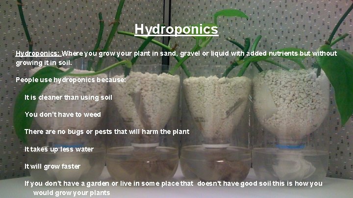 Hydroponics: Where you grow your plant in sand, gravel or liquid with added nutrients