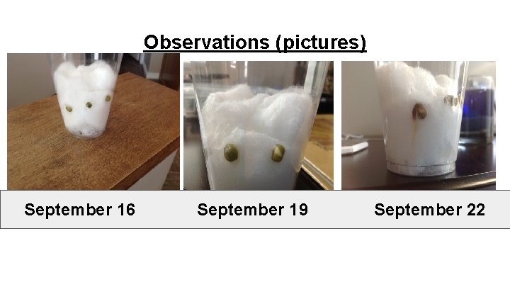 Observations (pictures) September 16 September 19 September 22 