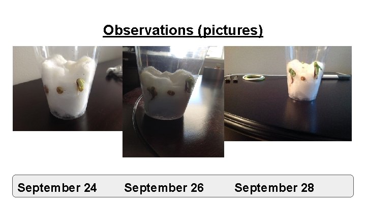 Observations (pictures) September 24 September 26 September 28 