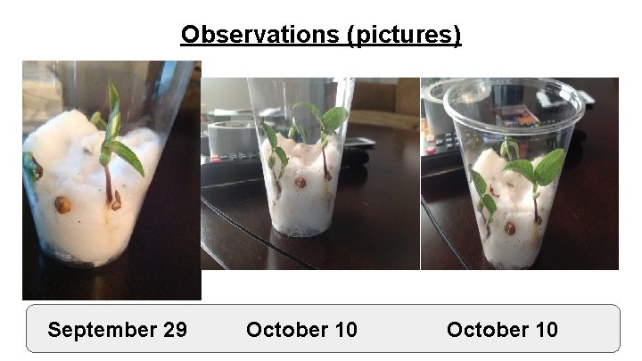Observations (pictures) September 29 October 10 