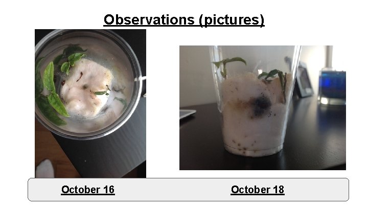 Observations (pictures) October 16 October 18 