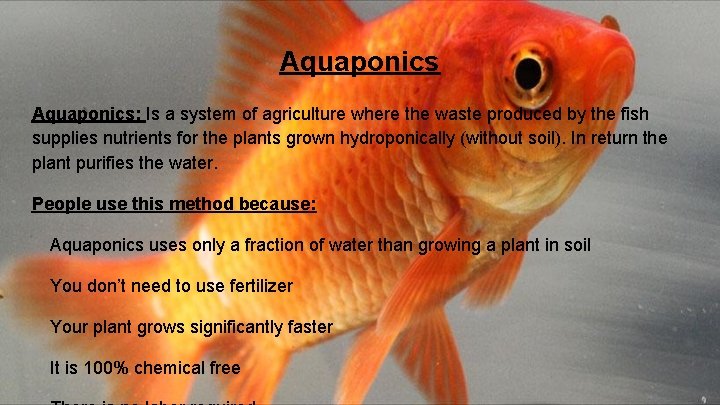 Aquaponics: Is a system of agriculture where the waste produced by the fish supplies