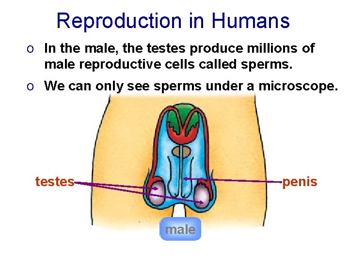 Reproduction in Humans o In the male, the testes produce millions of male reproductive
